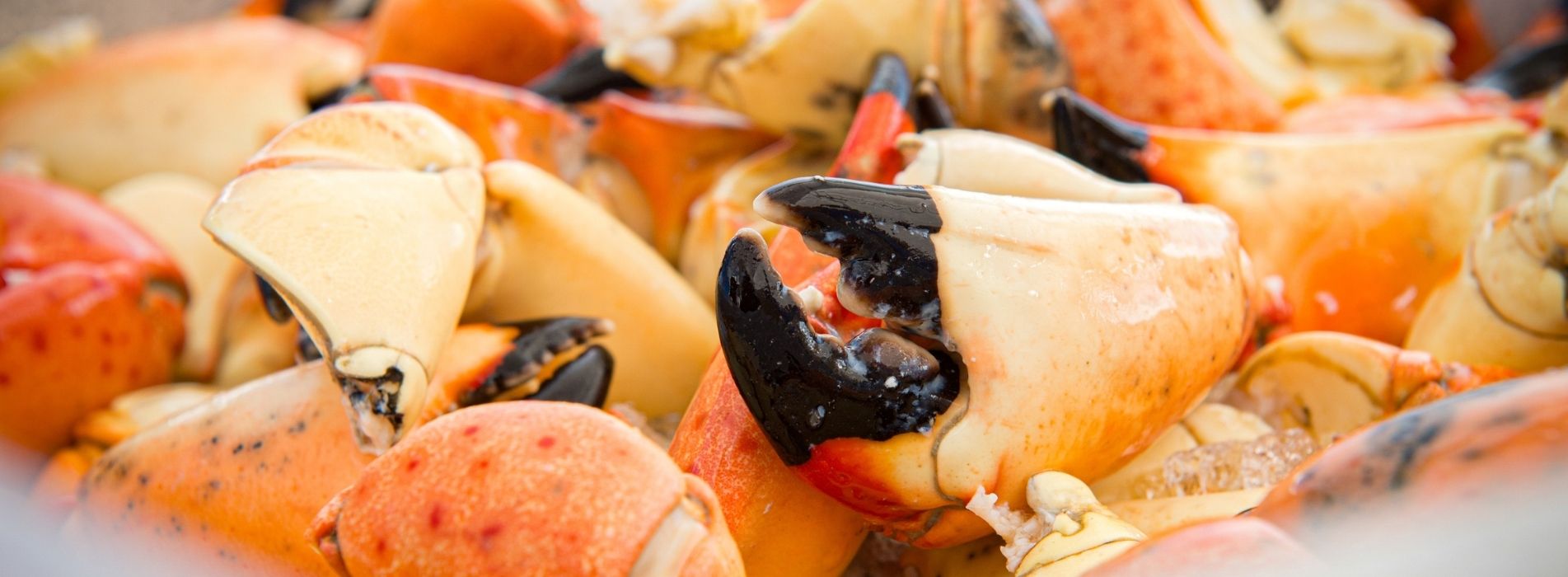 Tips for Preparing and Serving Fresh Stone Crab