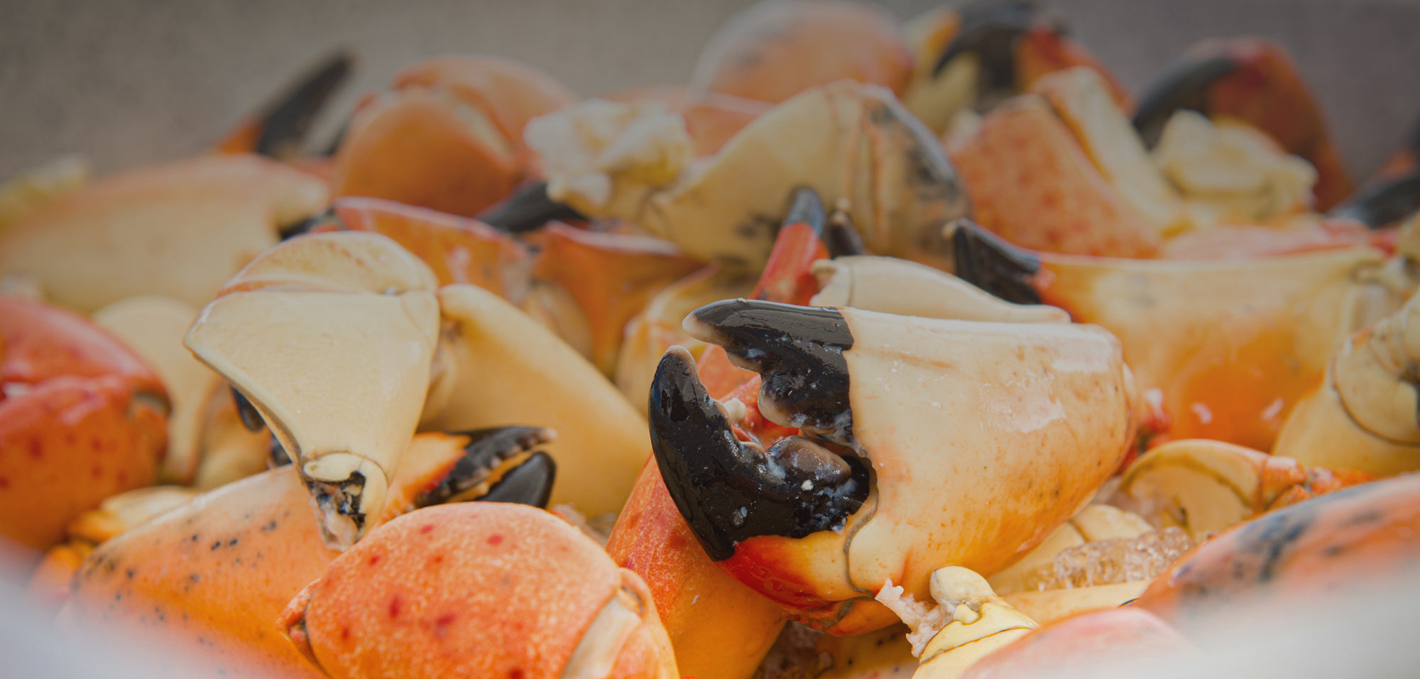 We ship your fresh Florida stone crab claws overnight anywhere in the US and select international locations. Our claws are delivered fresh, never frozen right to you.